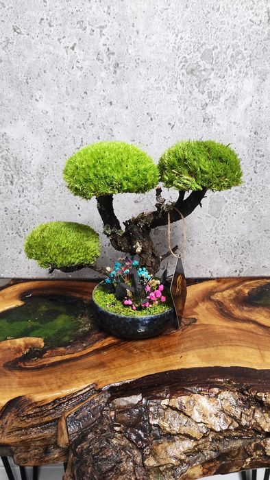 Мини Бонзай със скандинавски мъх