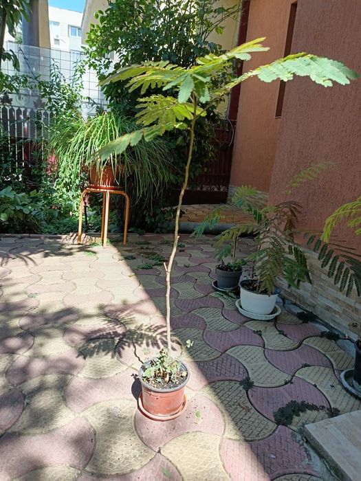 Smochini si Arbori de Matase