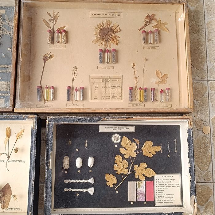 Учебни модели по Биология и география в дървена рамка със стъкло