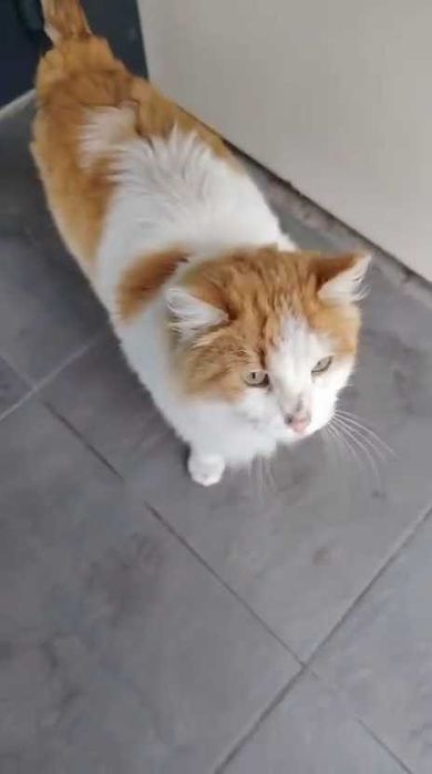 Коту нужен дом! Срочно!