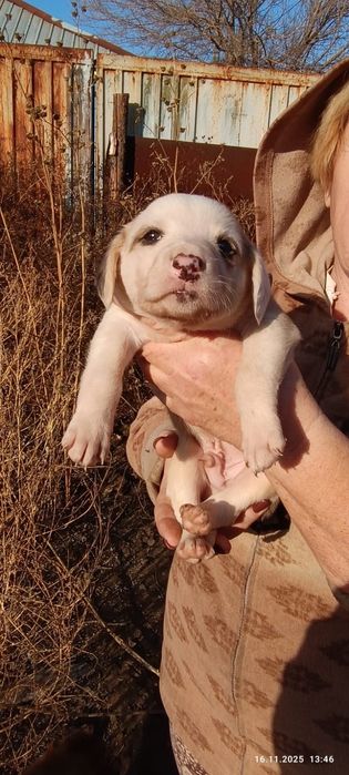 Отдам в хорошие руки