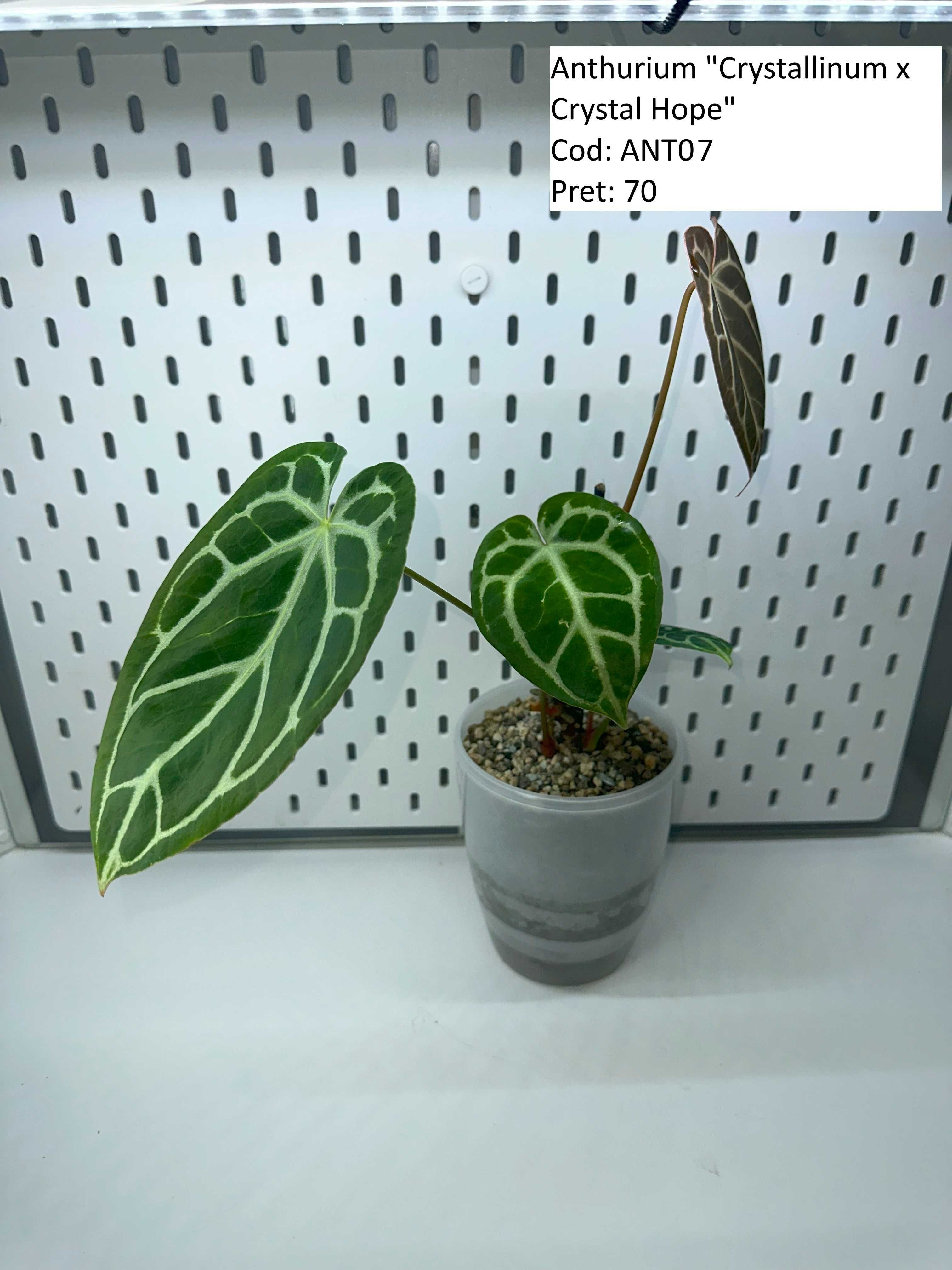 Anthurium Queen of hearts / Crystal Hope / Crystallinum / ForgetiiX _1