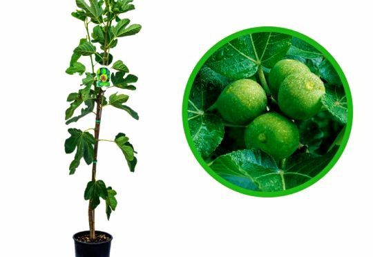Pomi Fructiferi Exotici La Ghiveci (Soiuri de Smochin )