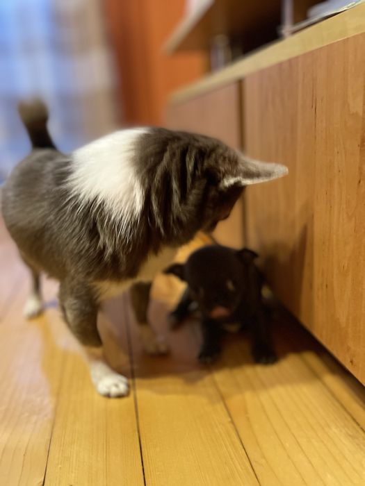 Шиклоадово мини чихуахуа