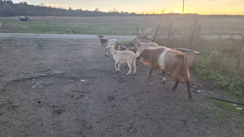 Кози и ярета за клане или домазлък