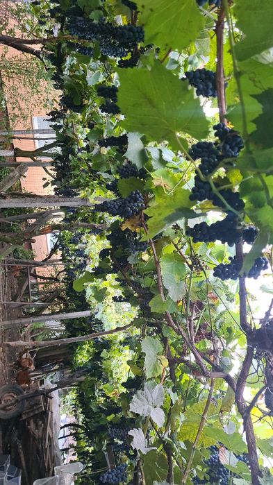 Vând struguri producători,  boltă