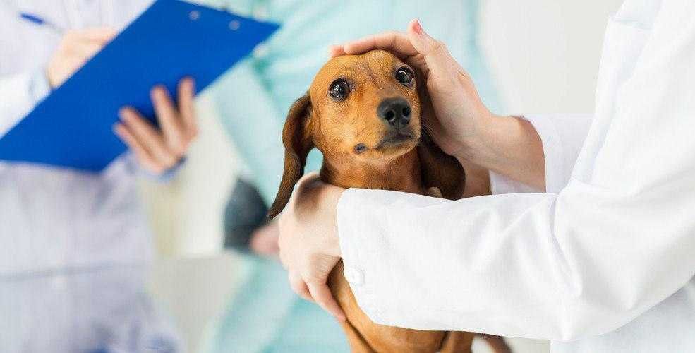 ветеринар вет врач Мал дәрігерінің ветеринариялық дәрігері