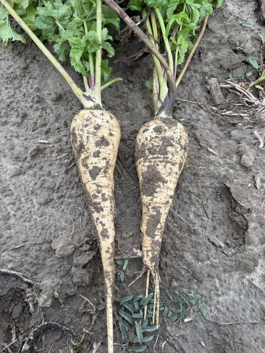 Vand ceapa si pastarnac