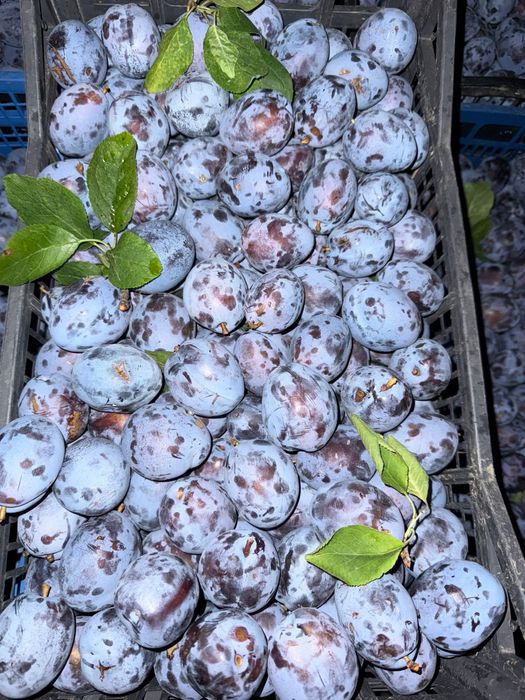 Vând prune Stanley proaspete pentru consum și industrializare