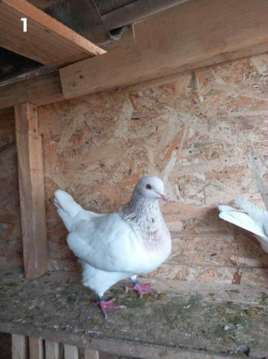 Porumbei Texani, indieni, strașeri, voiajori pedigri