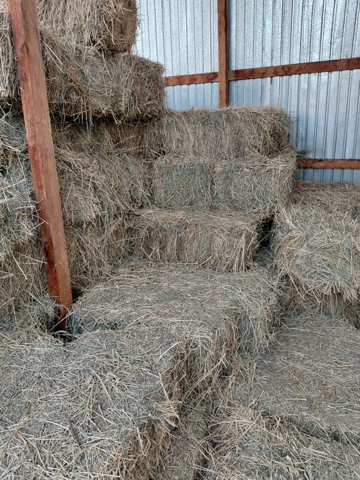 Жоңышқа сатылады