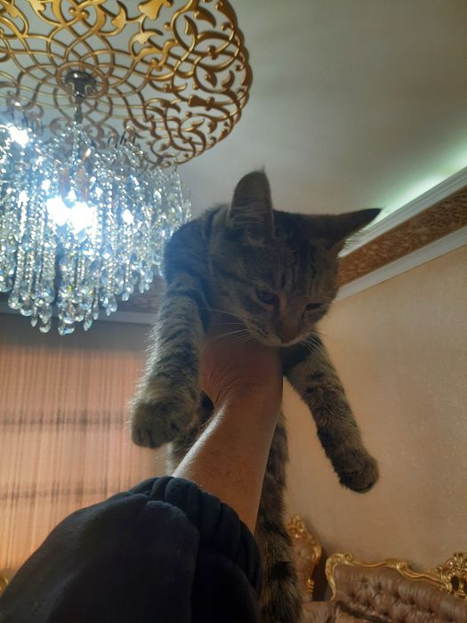 Отдам даром котёнка