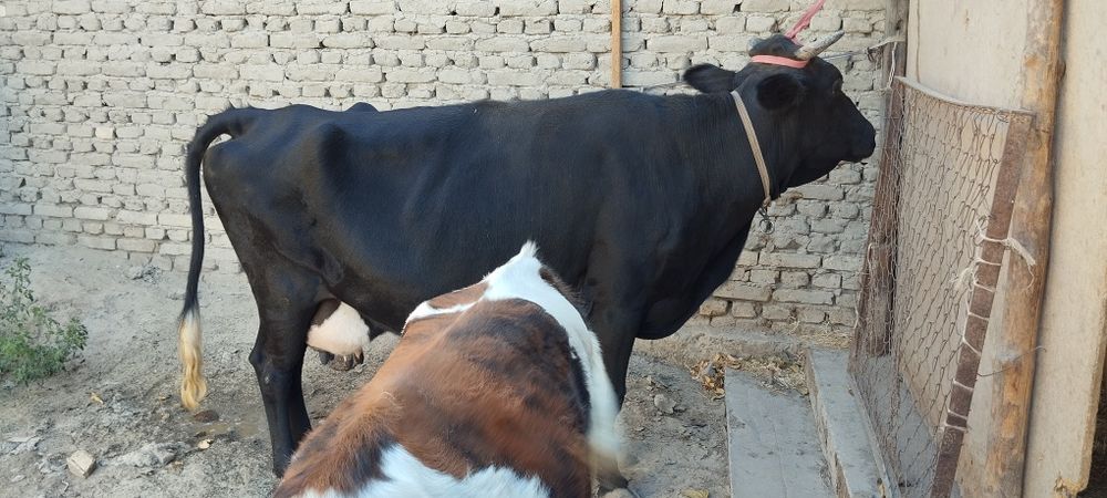 Ona bola sigir sotiladi