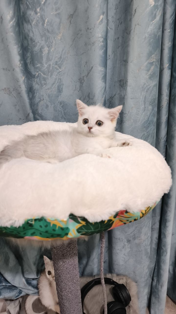 Продаётся чистокровный котёнок манчикин