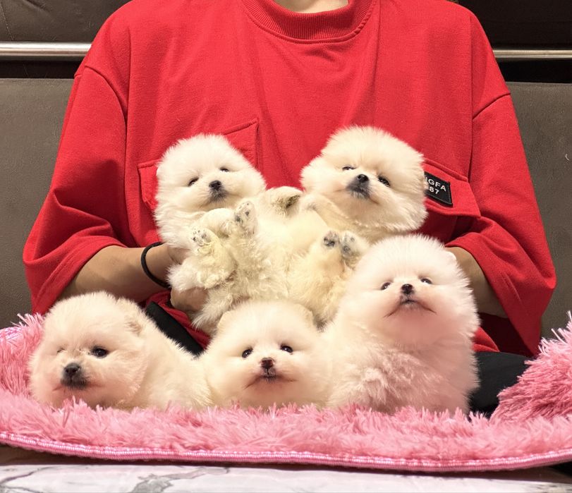 Миниатюрный померанский шпиц