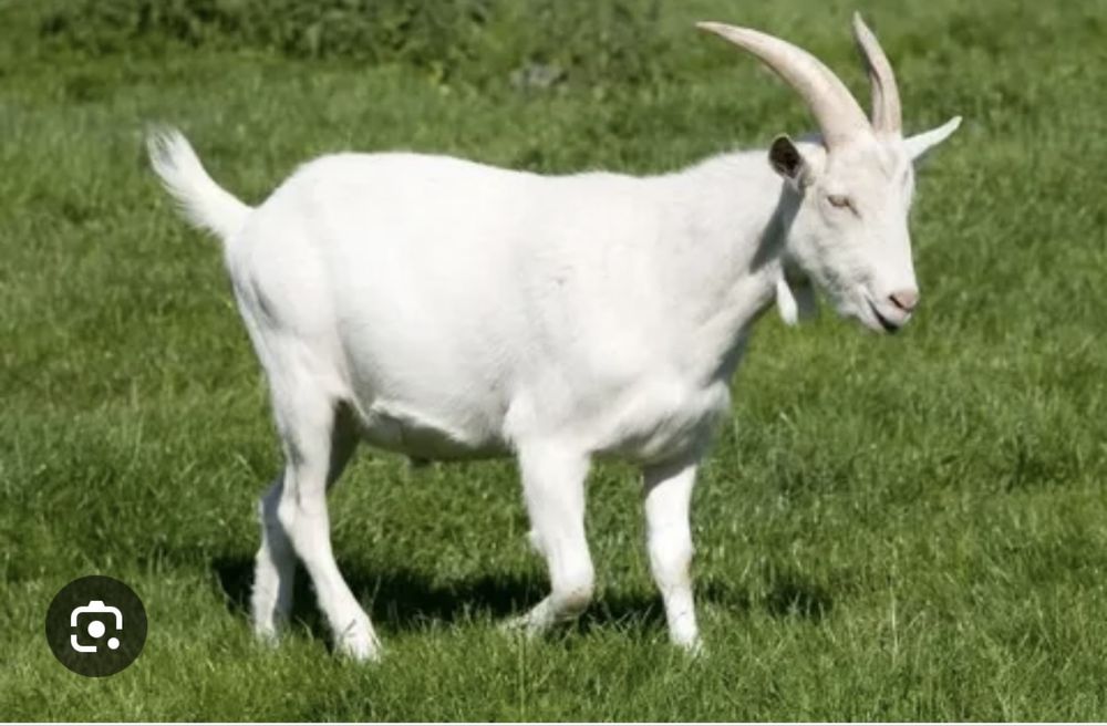 Ешкі сүті бар 700тг л