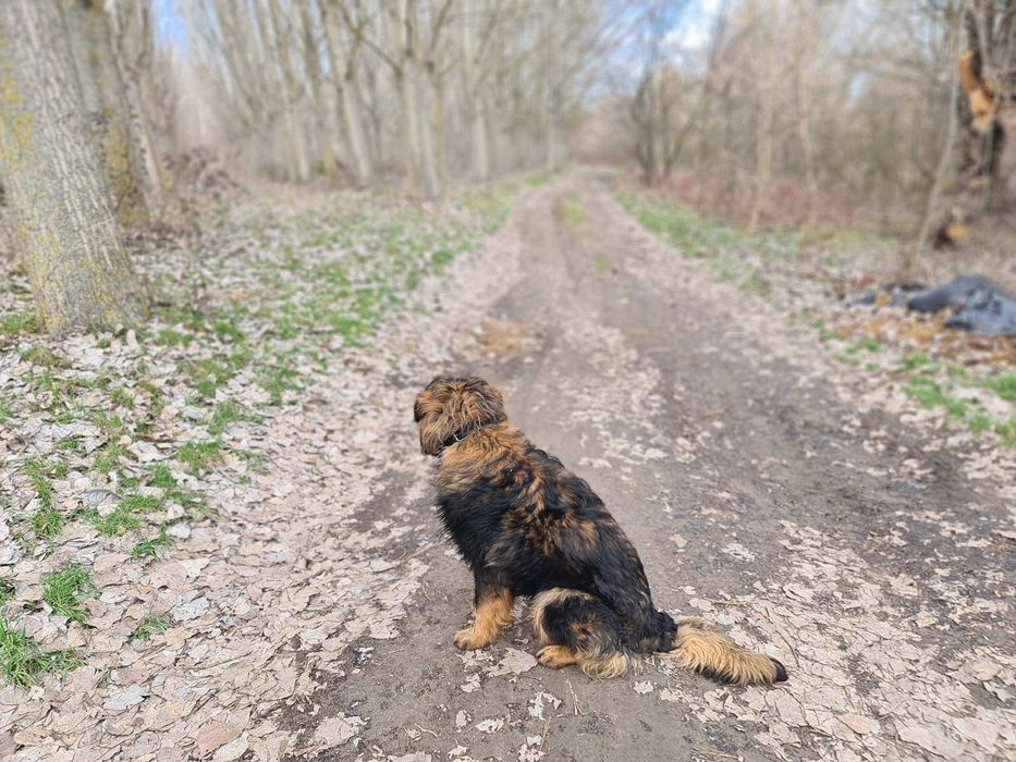подарявам мъжко куче