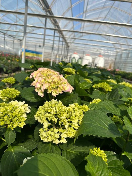 Продаем гортензии в горшках – напрямую с плантации! 

Ищете красивые