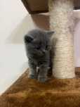 Pui british blue superbi