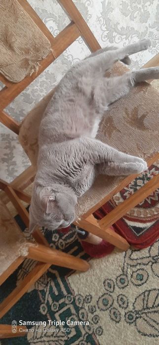 Породистая кошка. Самка.