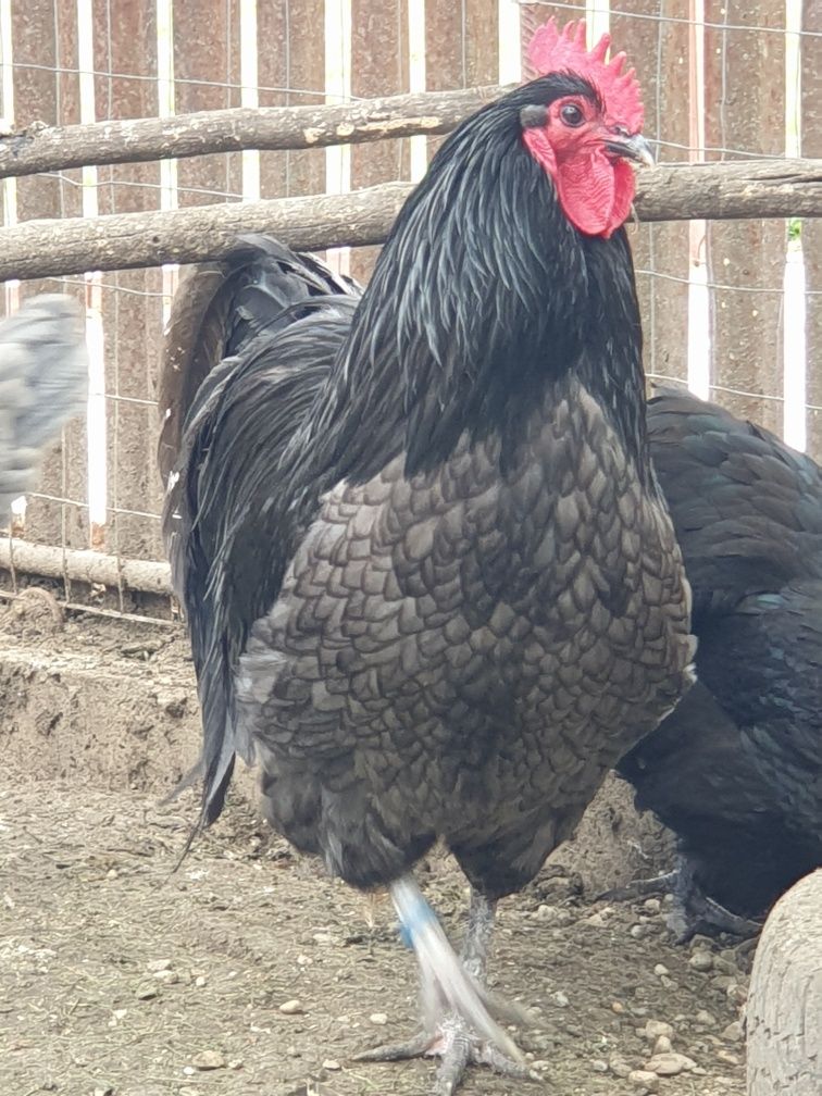 Ouă de găini australorp pentru incubat. Prepelițe și Turturele.