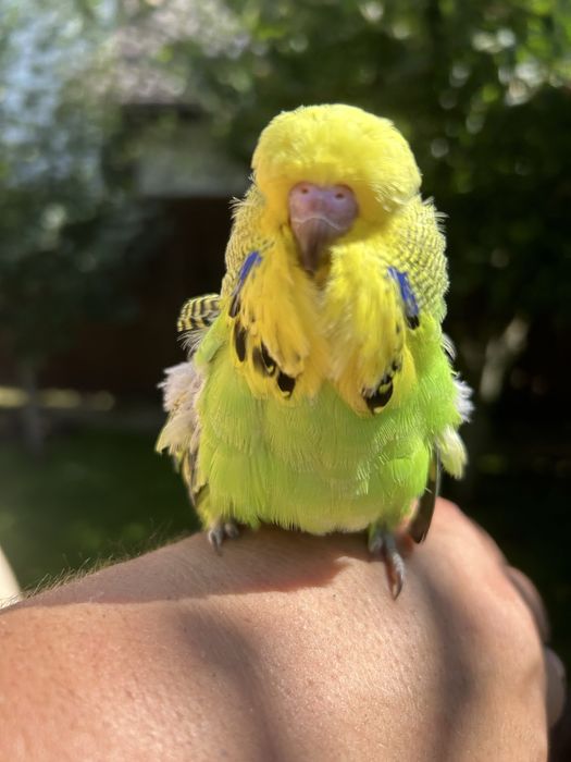 Perusi standard perechi adulti / pui / tineret papagali