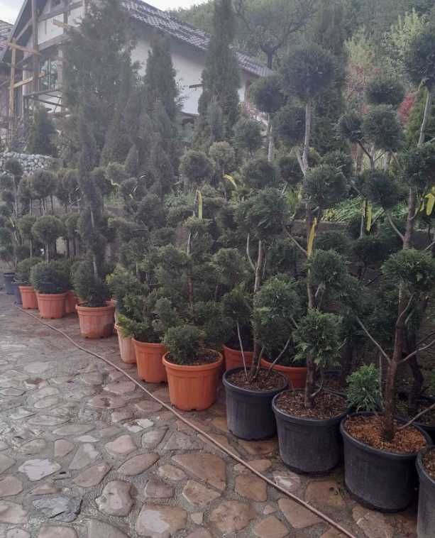 Plante Ornamentale Oriunde in tara calitate superioara