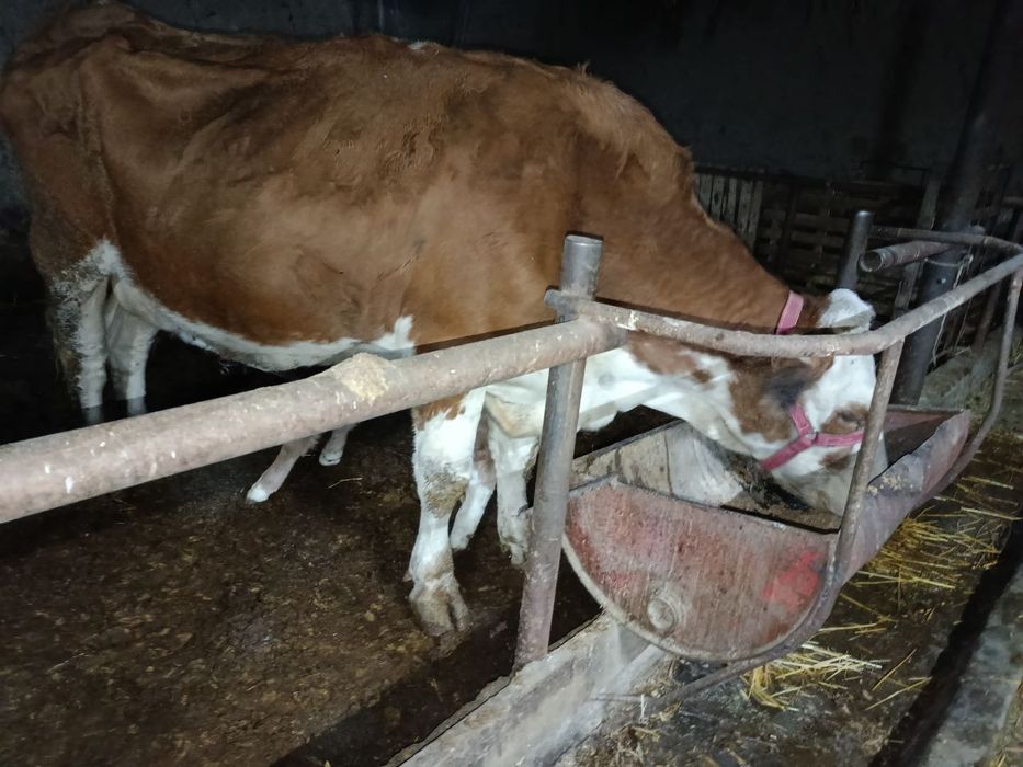 Сигир сотилади  без бола. Сут 16л