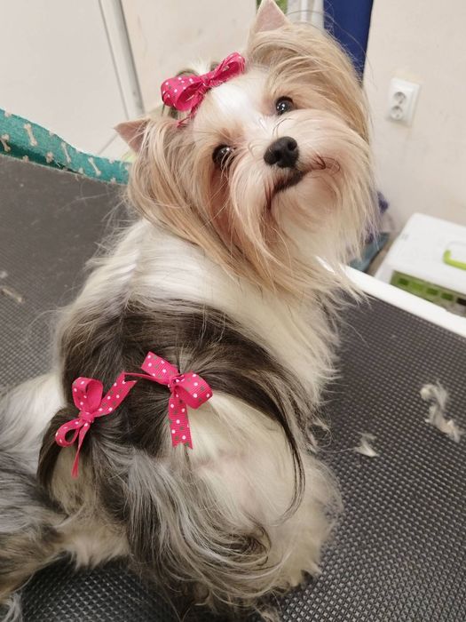 Супер мини бивер йоркширски териер