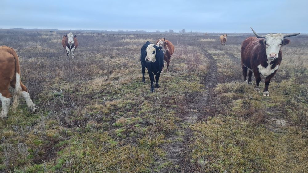 Подсос баспақтар (бычки) сатамын