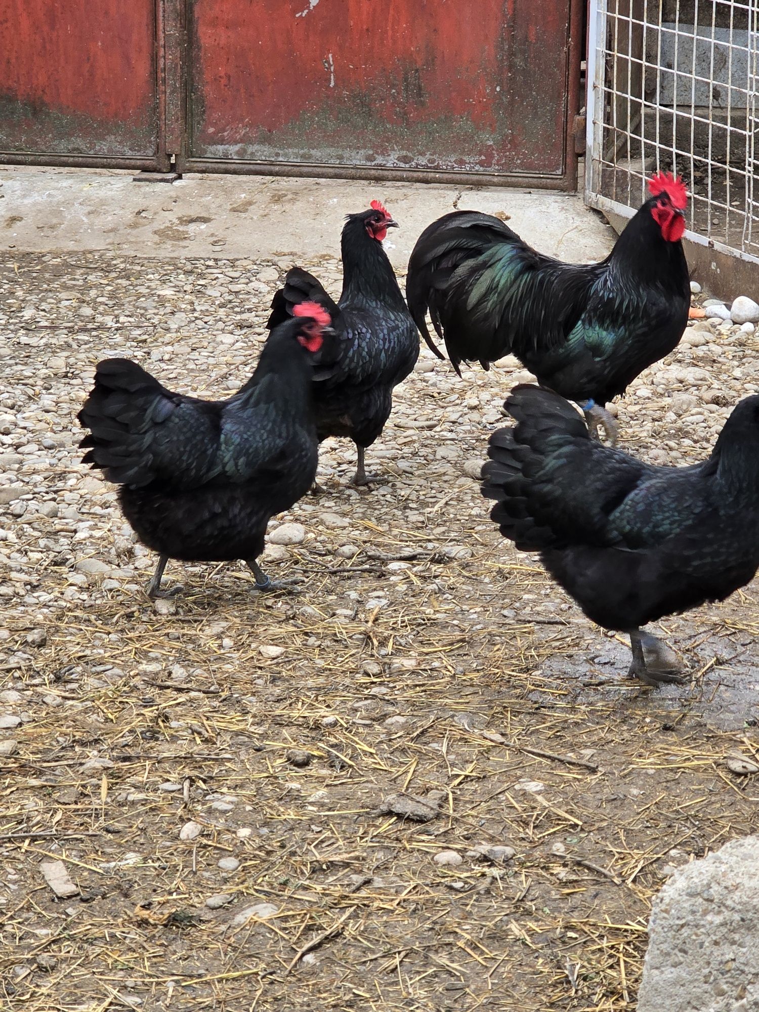 Gaini, pui, oua, Australorp negru și albastru