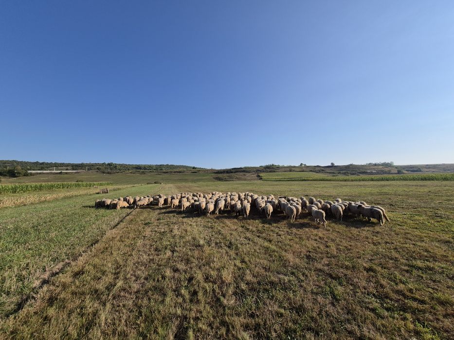 de vanzare oi si miei