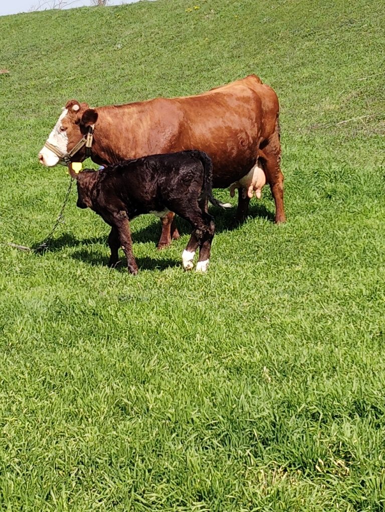 Vaca  cu vitel de vânzare pentru mai multe detalii sunați la Nr de tel