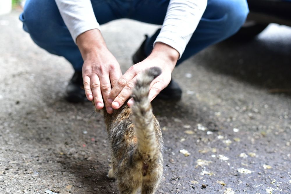 Подарявам коте на 2 месеца, здраво с аксесоари