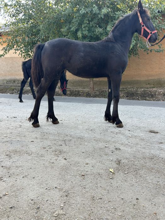 Vând mânză frizian de. 6 luni