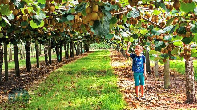 Pomi Fructiferi Exotici La Ghiveci (Kiwi)