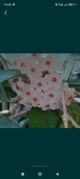 Хойя комнатное растение.