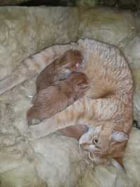 Котята на продажу Персидская порода
