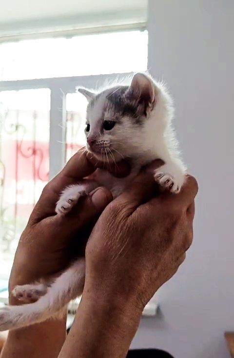 Котёнок в надежные руки.