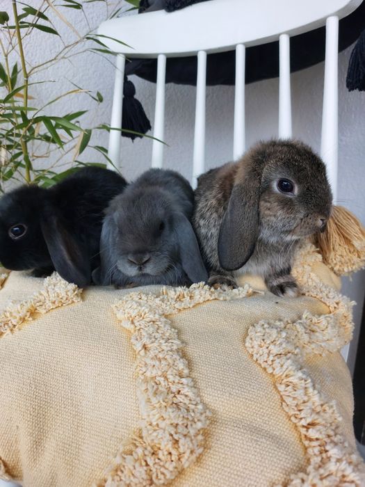 Iepuri pitici holland lop,de companie