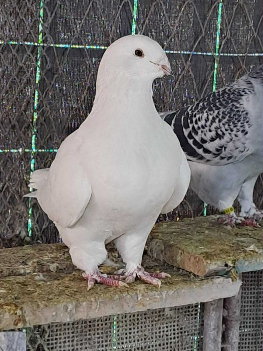 Vand porumbei de rasa