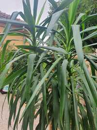 Yuca palmier ornamental 2 m
