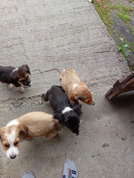 Малки кученца 4 броя