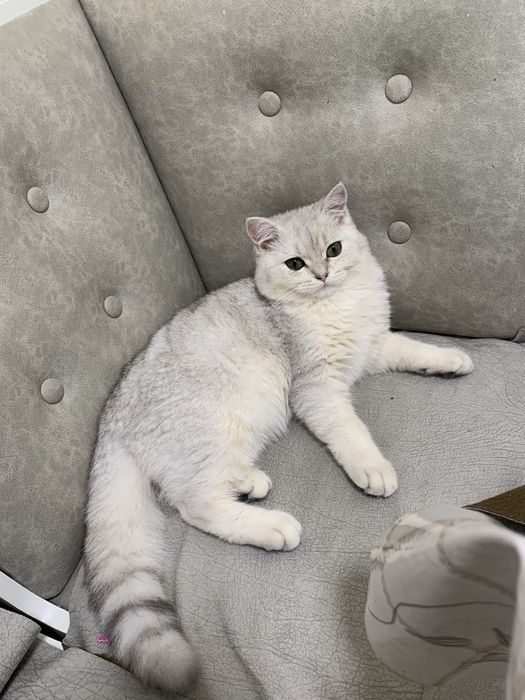 Strayt Serebristiy shinshila