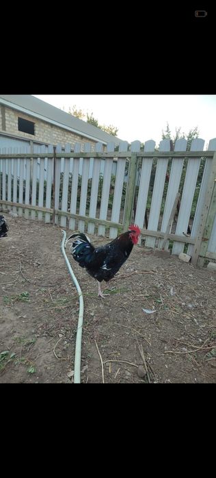 Продам чистопородного петуха Австралорп черно пестрый