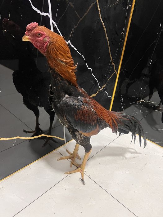 Хуроз япон. Шамо