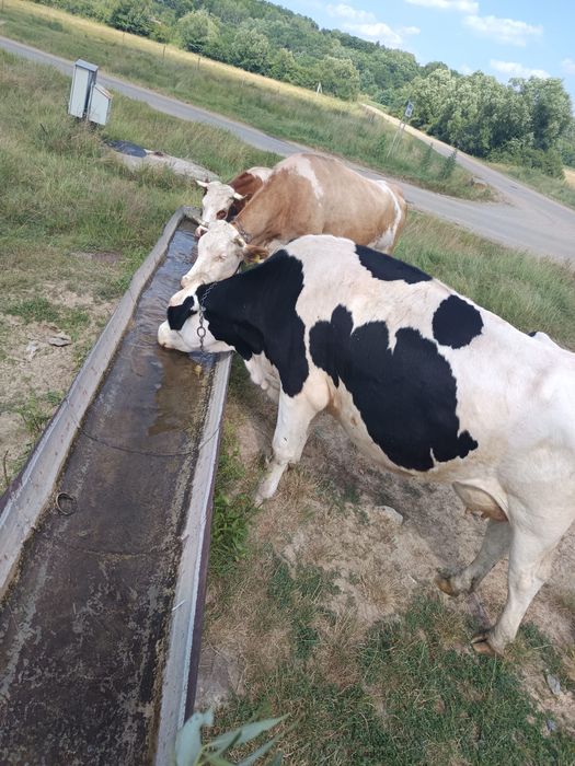 vaca de vanzare