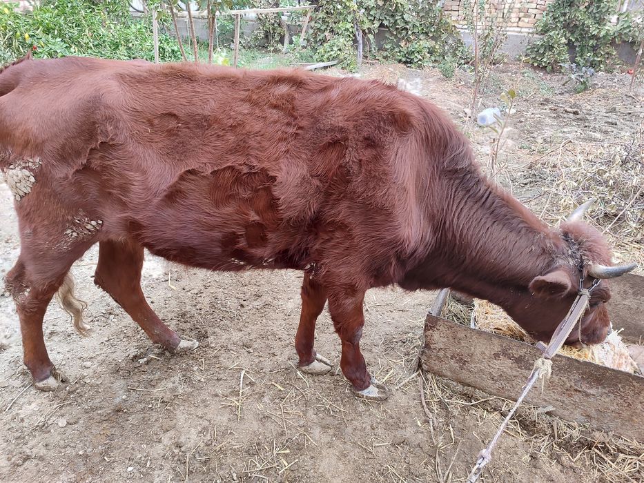 Толка нахтга сотилади