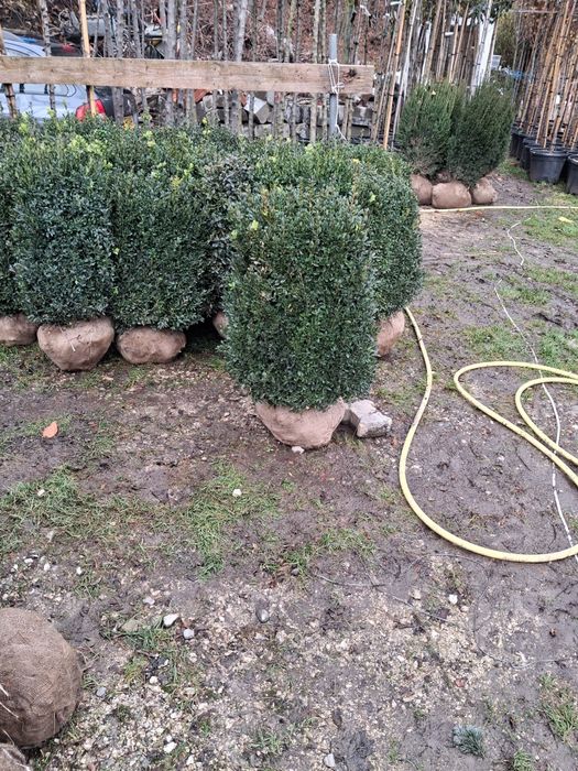 Vând brazi argiti verzi