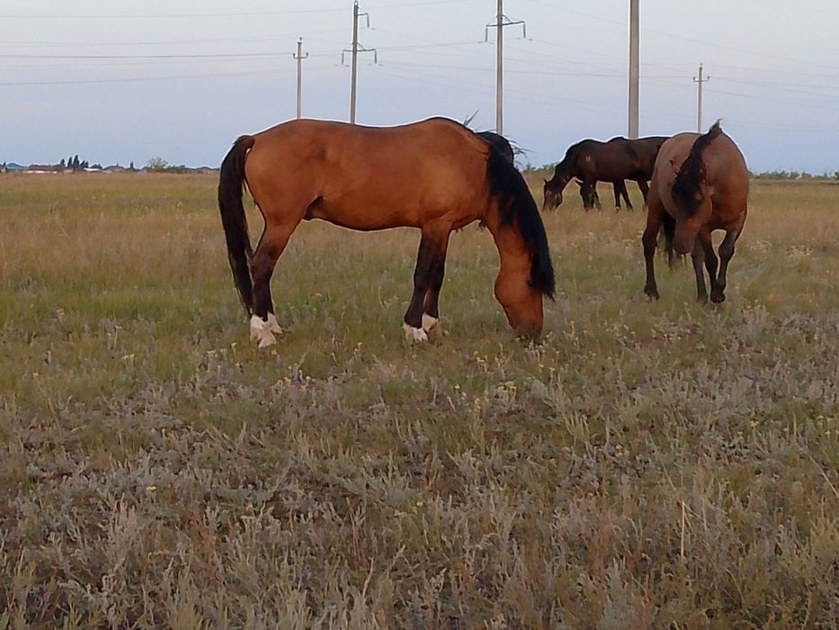 Бие жемде турган бие
